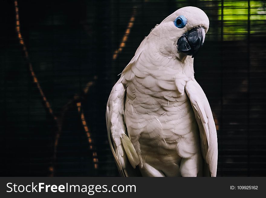 White Cockatoo