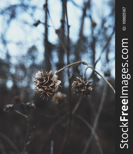 Close Up View of White and Brown Dried Flower