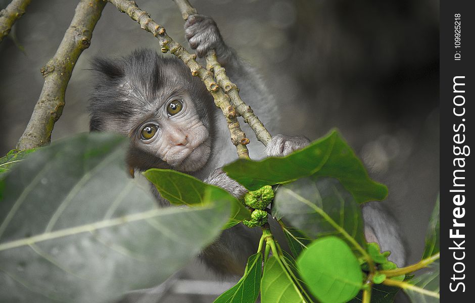 Gray Monkey Holding on Gray Tree Branch