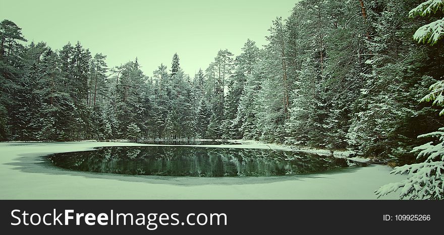 Photo Of Pine Trees