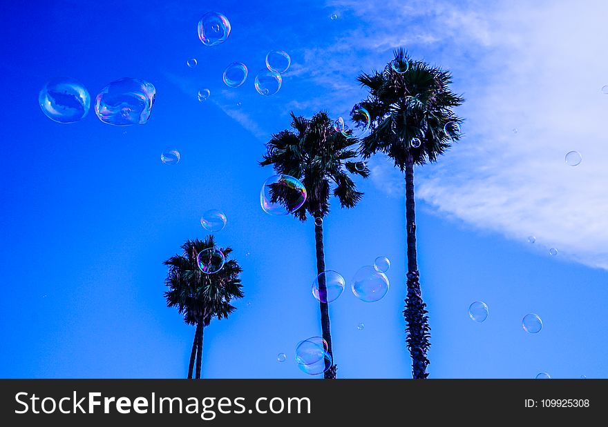 Three Palm Tree during Blue and White Cloudy Day