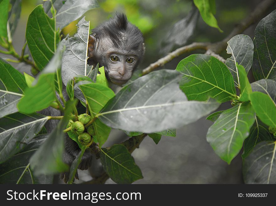 Black Primate Seeking Behind Green Leaf Tree