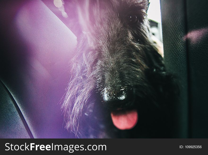 Black Scottish Terrier Close-up Photo