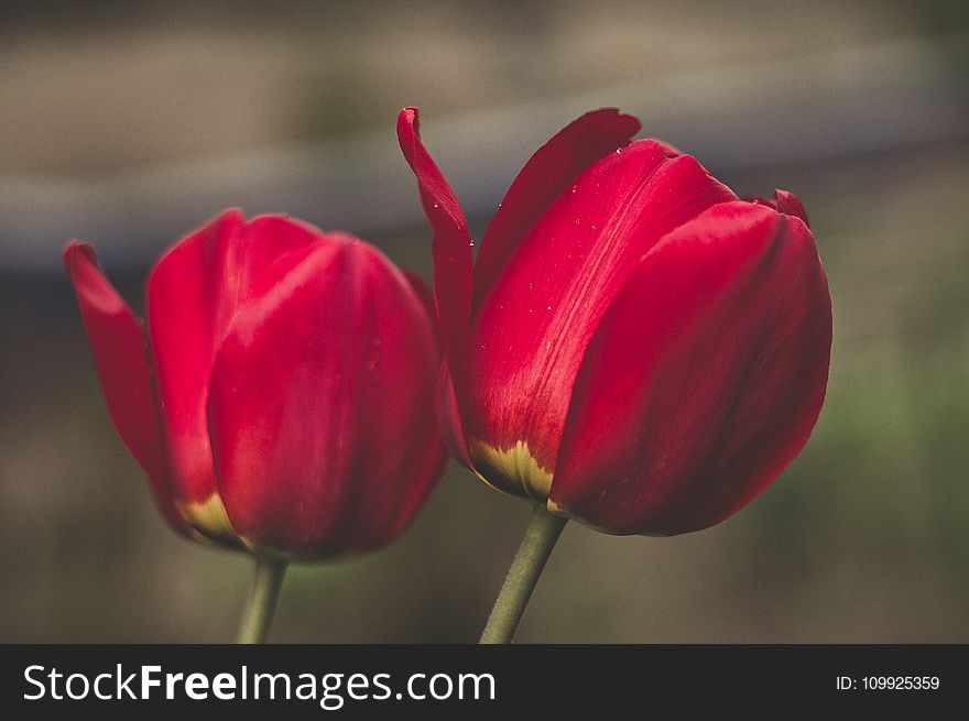 Shallow Focus Photography of Two Red Flowers