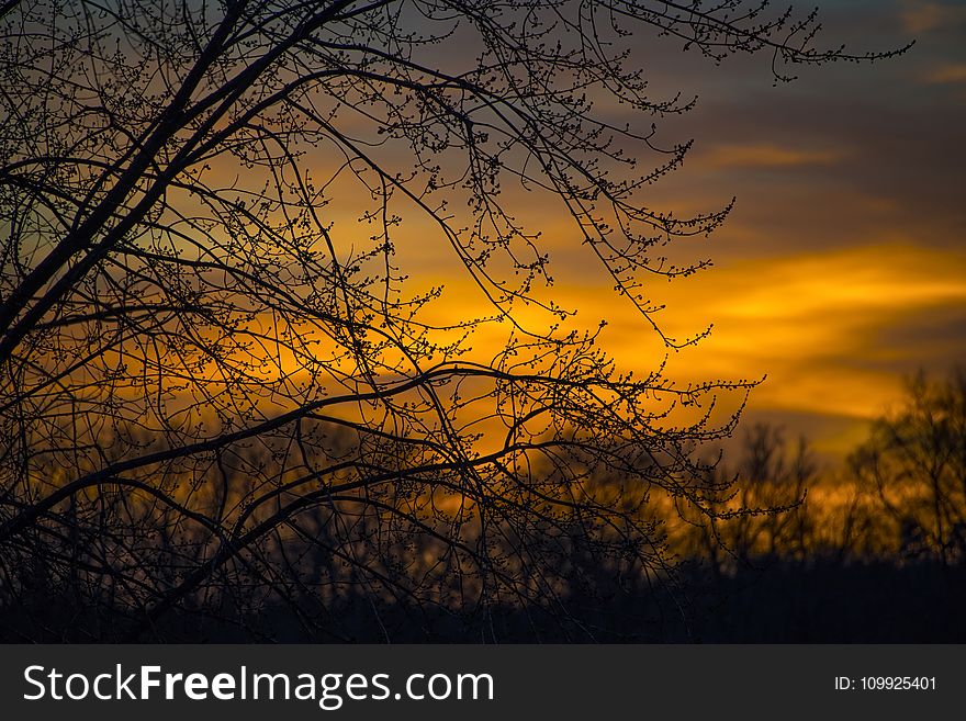 Silhouette Photo of Branches of Tree During Dusk