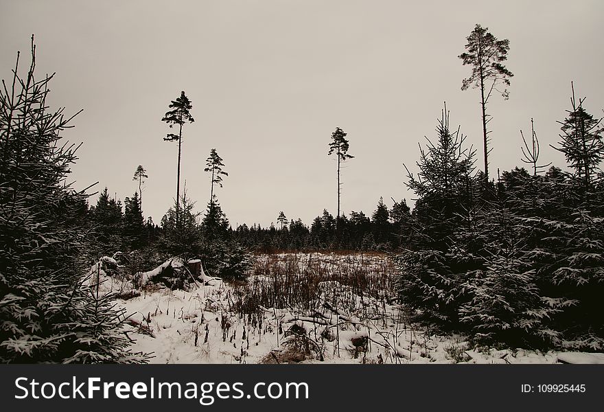 Snow-covered Trees And Land