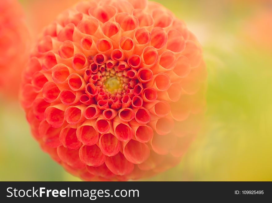 Close-Up Photography Of Orange Dahlia Flower