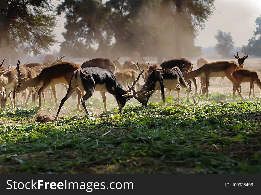 Flock Of Brown Deer On Green Grass Field