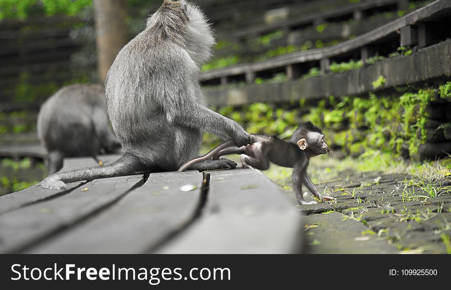 Gray Monkeys