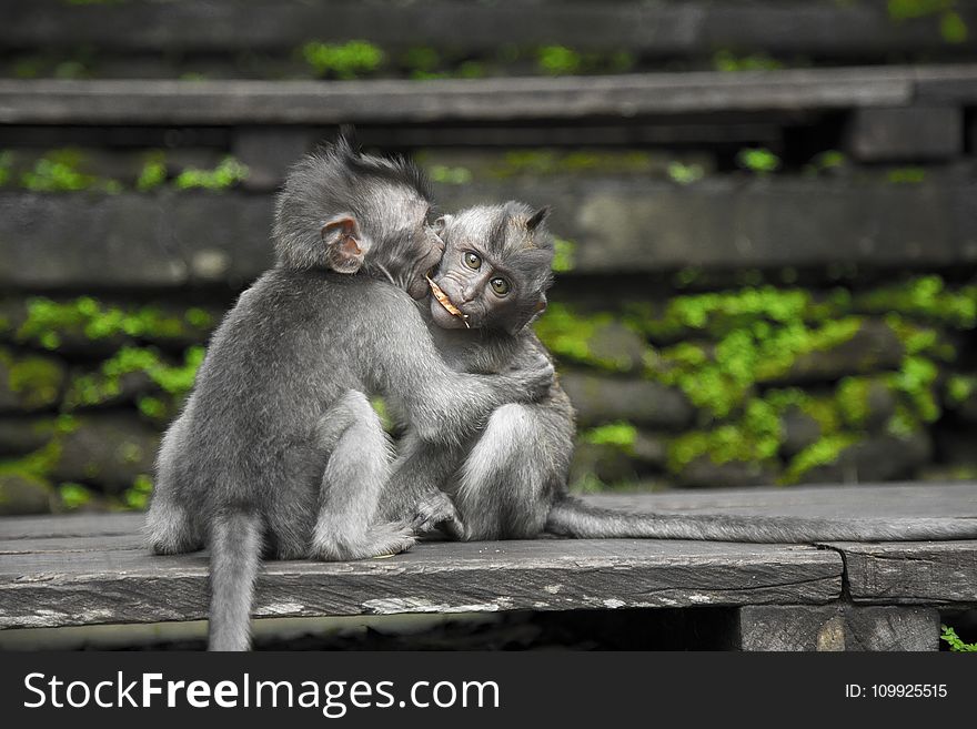 Two Gray Monkey on Black Chair