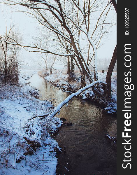 Brown Bare Tree Near River Covered in Snow