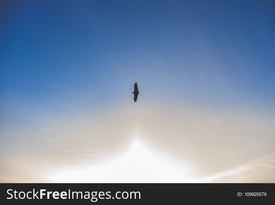 Silhouette Photo of Flying Bird