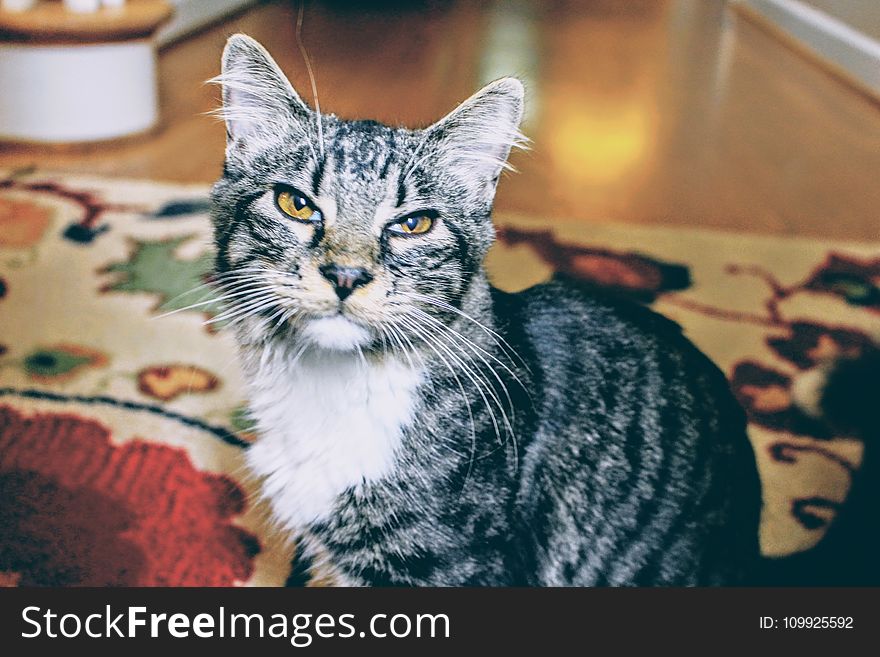 Depth of Field Photography of White and Brown Aegean Cat on Area Rug