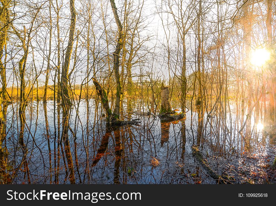Trees In The Middle Of Body Of Water