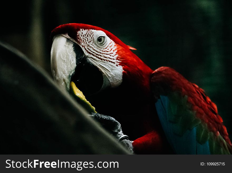 Selective Focus Photography Of Scarlet Macaw