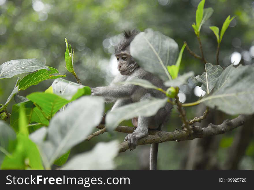 Grey Monkey On Tree Branch
