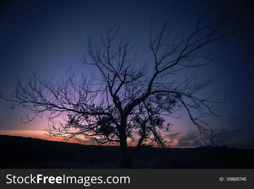 Photo Of Autumn Tree During Sunset