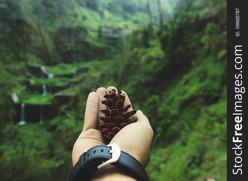 Macro Shot Of Person Holding Pinecone