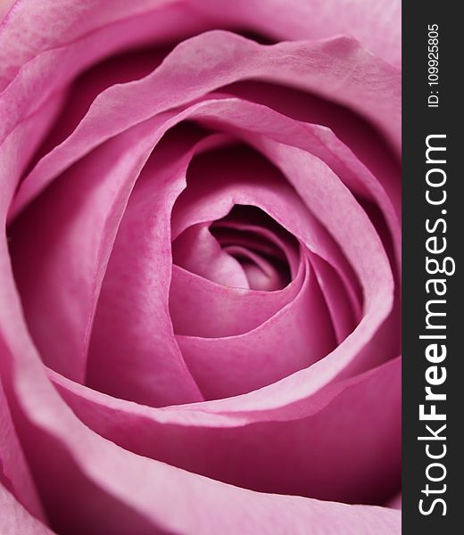 Closeup Photography of Pink Rose Flower