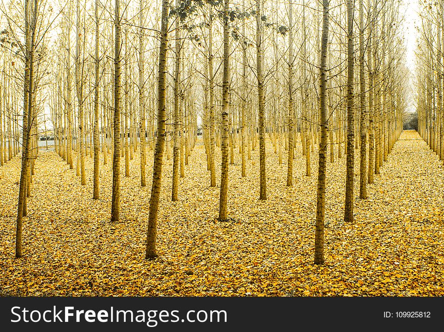 Photo of Yellow Tree Stems