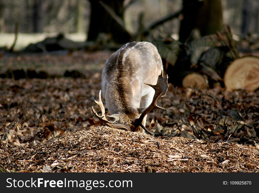 Selective Photography of Gray Moose