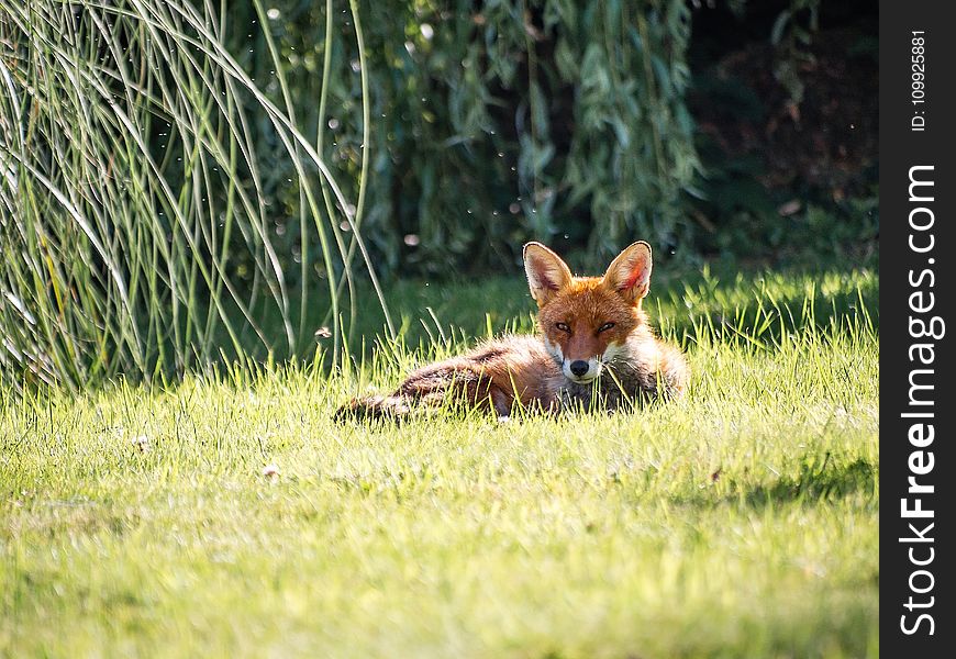 Photography of a Fox Lying on Grass