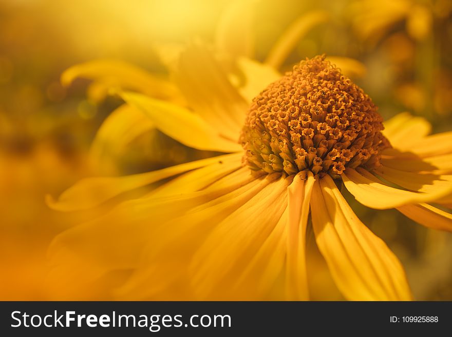 Shallow Focus Photography of Yellow Daisy