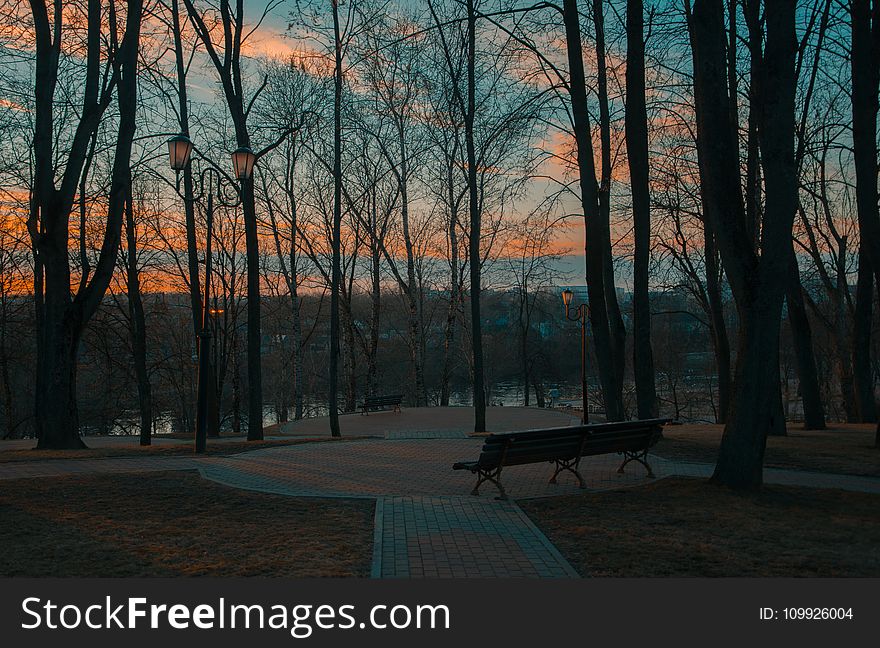 Gray Forest at Sunrise