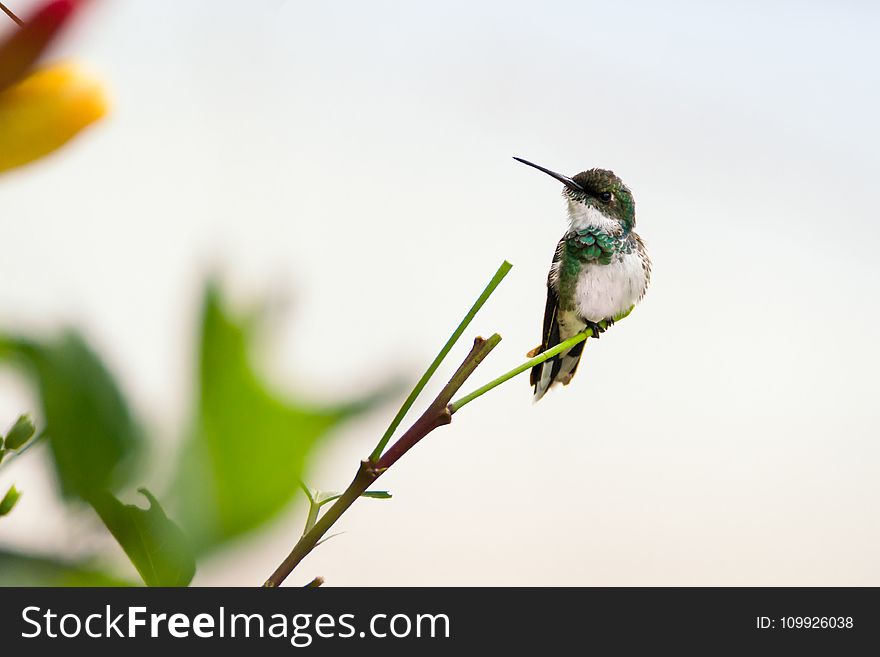 Hummingbird on Plant
