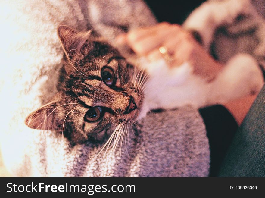 Close-Up Photography of Tabby Cat