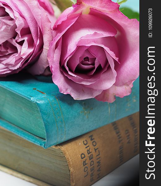 Pink Rose Flower on Blue Hardbound Books