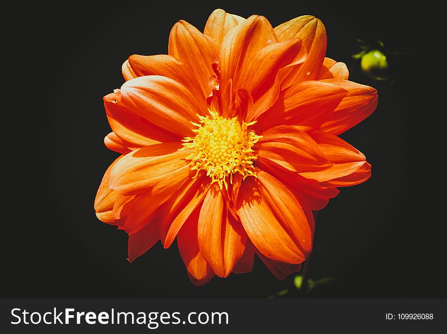 Orange Daisy Flower In Close-up Photography