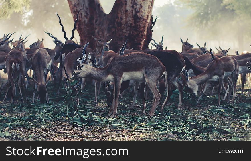 Wildlife Photography of Herd of Gazelle