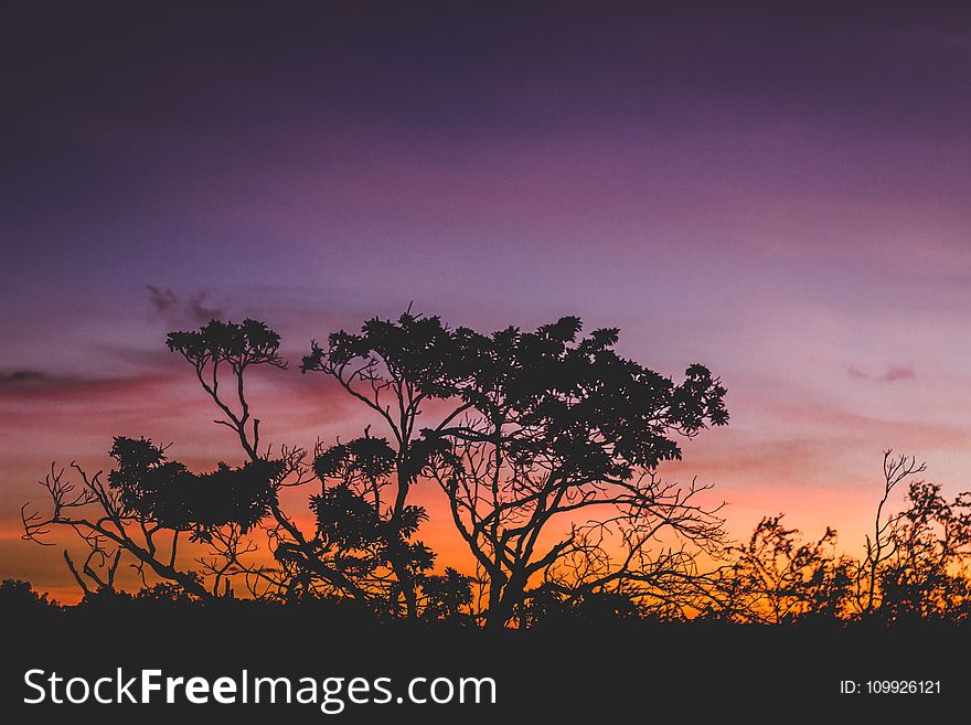 Silhouette Of Tree During Orange Sunset