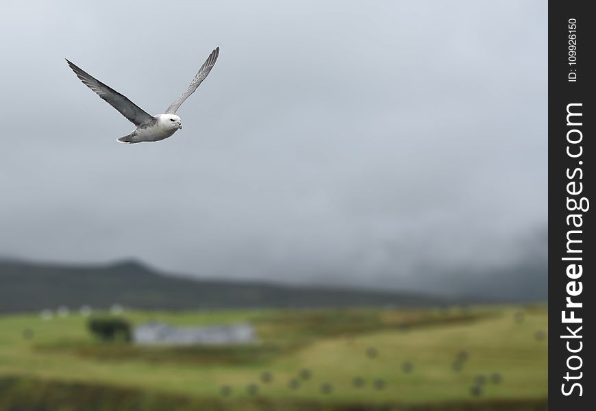 White and Gray Bird Flying