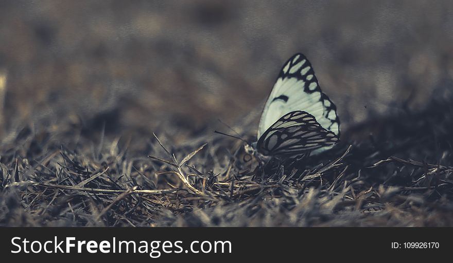 White and Black Butterfly on Grass in Close-up Photography