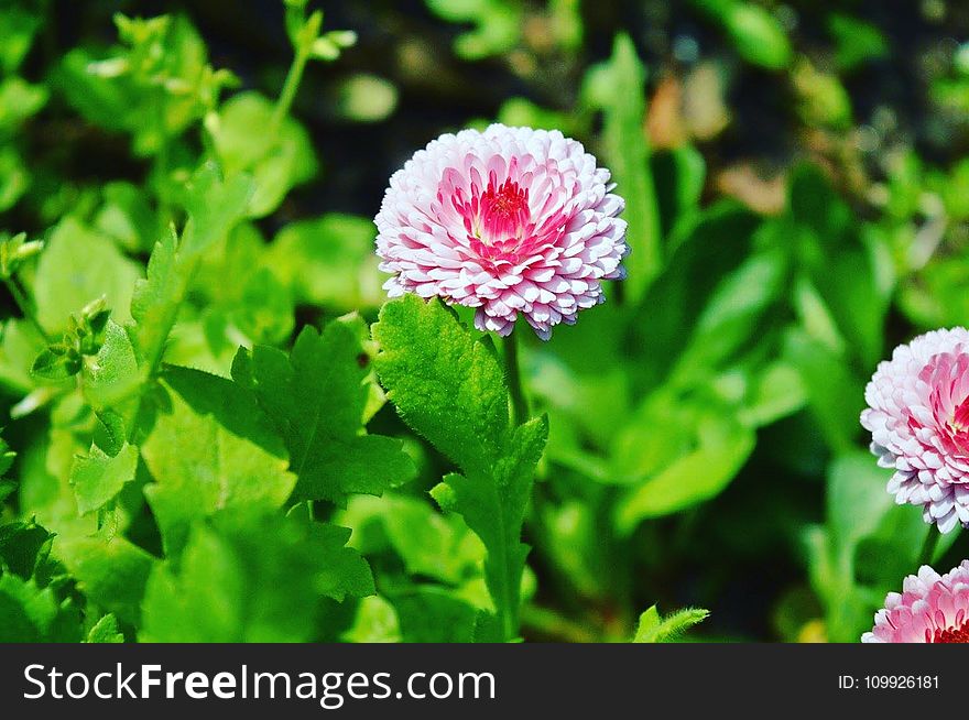 Pink Flower