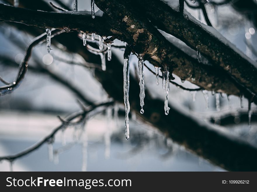 Frozen Water Droplet on Tree Branch