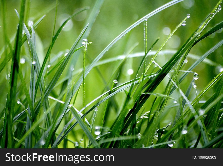 Macro Photography of Droplets on Grass