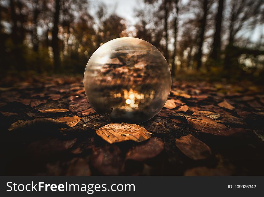 Selective Focus Photography of Clear Glass Ball on Brown Leaves on Ground