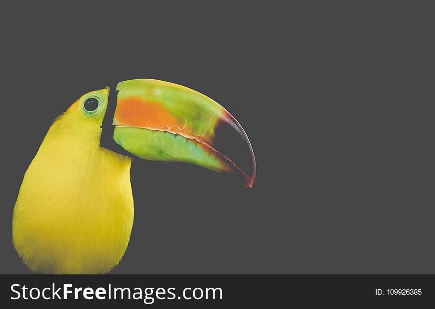 Black And Yellow Long-beak Bird Photo