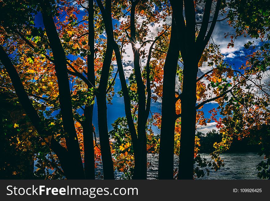 Silhouette of Trees