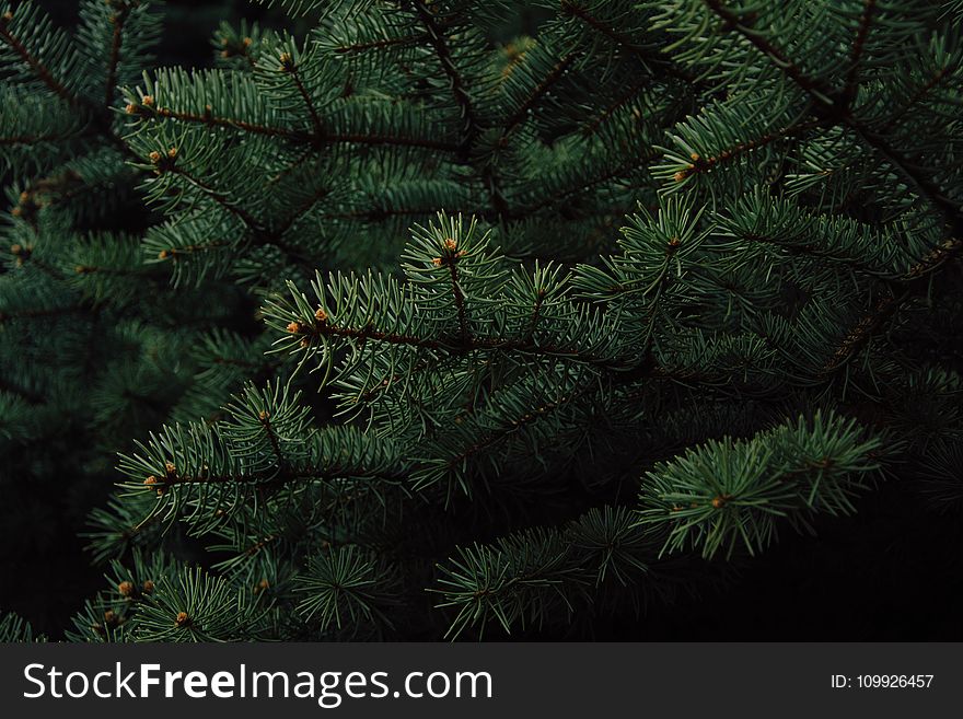 Green Pine Tree
