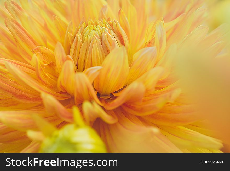 Close-Up Photography of Yellow Dahlia Flower