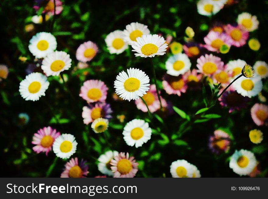 White Daisies