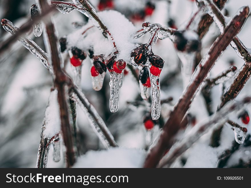 Macro Photography Of Red Cherries