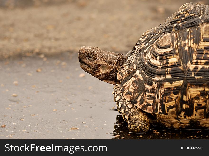 Brown Tortoise on Wet Surface