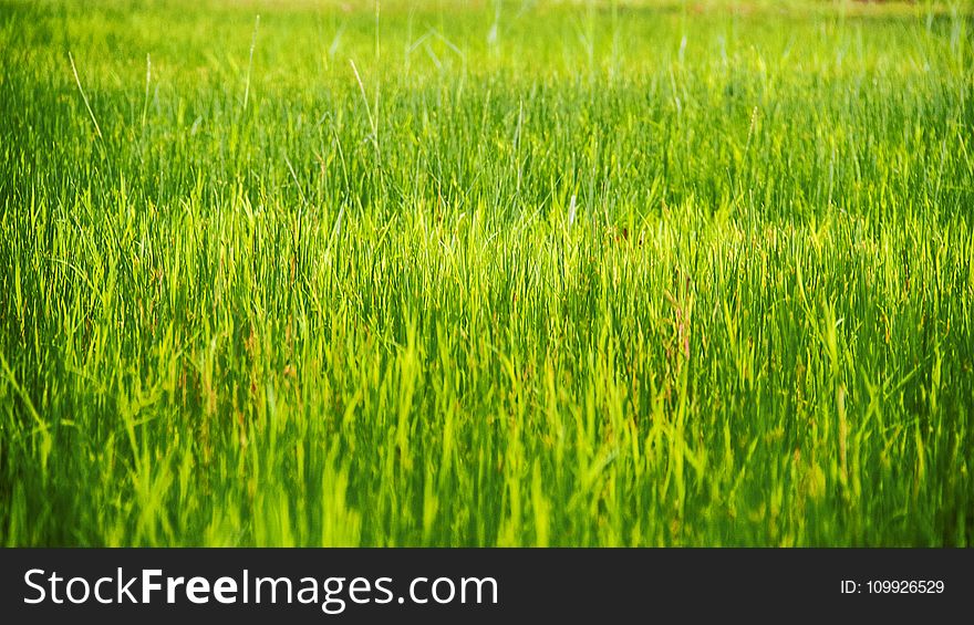 Grass Plain