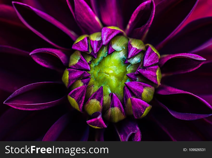 Macro Photography of Purple Dahlia Flower
