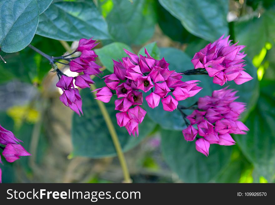 Shallow Focus Photography of Pink Flowers